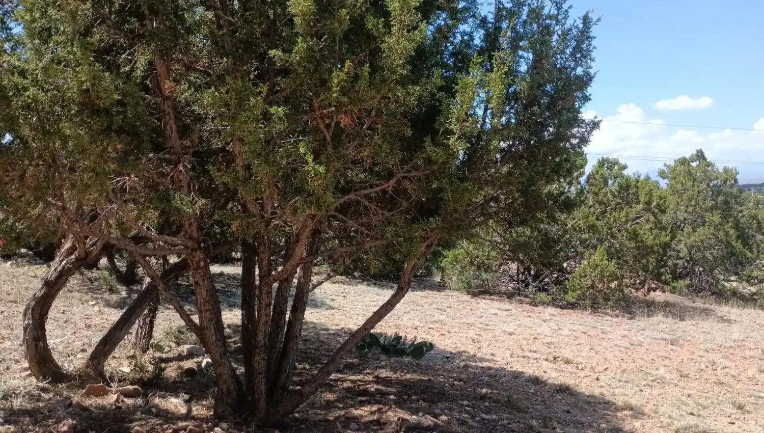 Family Owned Business, 5-Star Rated Service, Expert Pruning Service